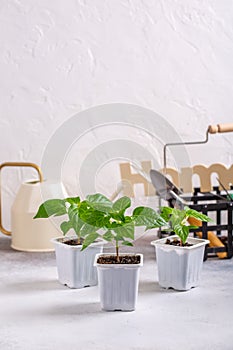 Young plants of pepper in pots. Spring seedlings. Gardening concept, springtime