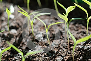 Young plants peppers in hotbed close up