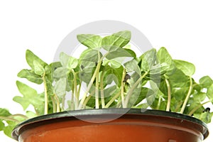 Young plants in the pot