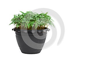 young plants in pot isolate on white