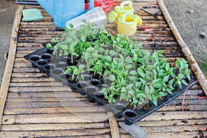 Young plants in pot tray