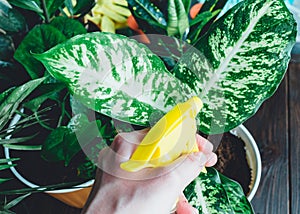 Young plants in pots, gloves for pottering on brown wooden table. Indoor gardening, watering plants. Spring