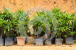 Young plants in pots are ready to be places in the ground