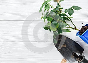 Young plants in pots, shovel, gloves for pottering on white wooden table. Spring, nature background.