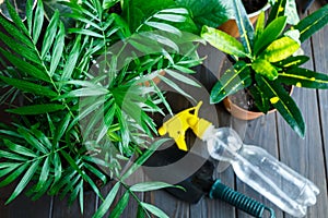 Young plants in pots, shovel, green gloves for pottering on brown wooden table. Close up hands potting plants. Spring, nature