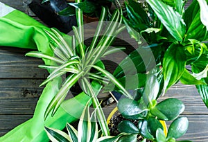 Young plants in pots, shovel, green gloves for pottering on brown wooden table. Close up hands potting plants. Spring, nature