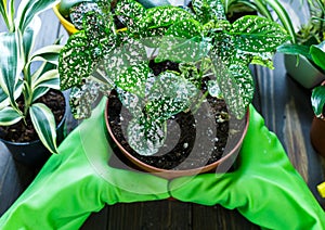 Young plants in pots, shovel, green gloves for pottering on brown wooden table. Close up hands potting plants. Spring, nature