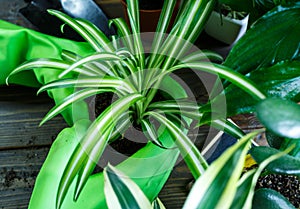 Young plants in pots, shovel, green gloves for pottering on brown wooden table. Close up hands potting plants. Spring, nature