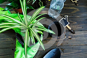 Young plants in pots, shovel, green gloves for pottering on brown wooden table. Close up hands potting plants. Spring, nature