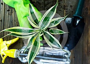 Young plants in pots, shovel, green gloves for pottering on brown wooden table. Close up hands potting plants.  Spring, nature