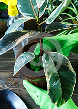 Young plants in pots, shovel, green gloves for pottering on brown wooden table. Close up hands potting plants. Spring, nature