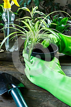 Young plants in pots, shovel, green gloves for pottering on brown wooden table. Close up hands potting plants. Spring, nature