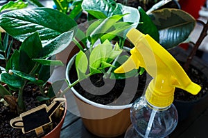 Young plants in pots, shovel, green gloves for pottering on brown wooden table. Close up hands watering plants. Spring, nature