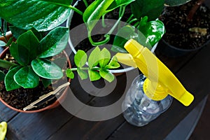 Young plants in pots, shovel, green gloves for pottering on brown wooden table. Close up hands watering plants. Spring, nature