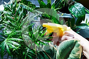 Young plants in pots, shovel, green gloves for pottering on brown wooden table. Close up hands watering plants. Spring, nature