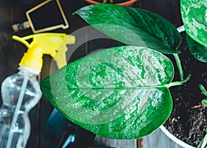 Young plants in pots, shovel, Spring, nature background. Indoor gardening