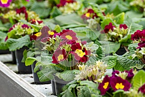Young plants of primula flowers in greenhouse, cultivation of eatable plants and flowers, decoration for exclusive dishes in photo