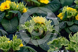 Young plants of primula flowers in greenhouse, cultivation of eatable plants and flowers, decoration for exclusive dishes in photo