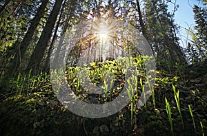 Plants reach out to Sun. Spring in forest