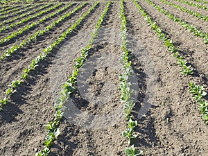 Young plants in rows in a organic cultivated field