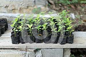 Young plants in small black plastic bag