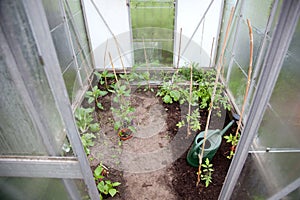 Young plants in small greenhouse