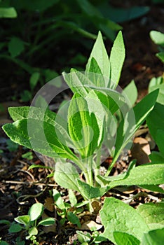 Young plants in sunshine