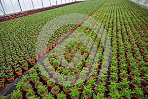 Young plants of tagetes marigolds in greenhouse, cultivation of eatable plants and flowers, decoration for exclusive dishes in photo