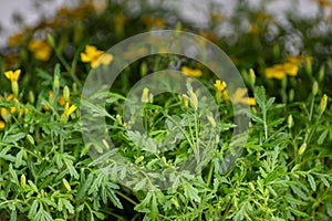 Young plants of tagetes marigolds in greenhouse, cultivation of eatable plants and flowers, decoration for exclusive dishes in photo