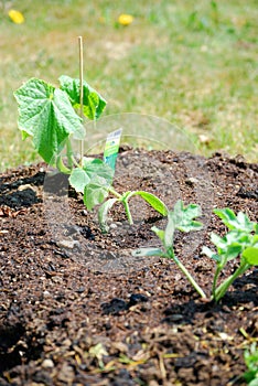 Young plants