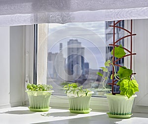 Young plants of tomato, cucumber, bell pepper in green pots.