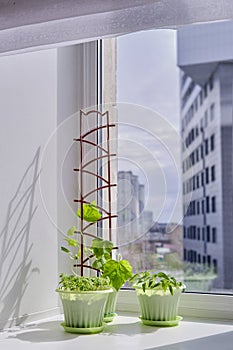 Young plants of tomato, cucumber, bell pepper in green pots.