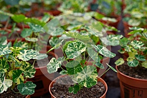 Young plants of tropaeolum garden nasturtium in greenhouse, cultivation of eatable plants and flowers, decoration for exclusive photo