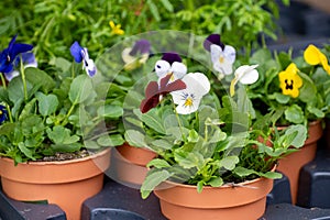 Young plants of viola flowers in greenhouse, cultivation of eatable plants and flowers, decoration for exclusive dishes in premium photo