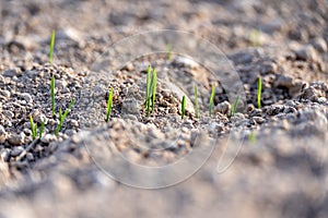 Young plants of winter wheat. Young wheat crop in a field. Field of young wheat, barley, rye. Young green wheat growing