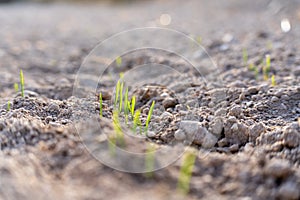 Young plants of winter wheat. Young wheat crop in a field. Field of young wheat, barley, rye. Young green wheat growing