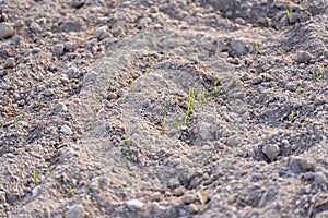 Young plants of winter wheat. Young wheat crop in a field. Field of young wheat, barley, rye. Young green wheat growing