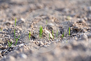 Young plants of winter wheat. Young wheat crop in a field. Field of young wheat, barley, rye. Young green wheat growing