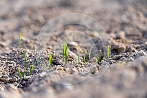 Young plants of winter wheat. Young wheat crop in a field. Field of young wheat, barley, rye. Young green wheat growing