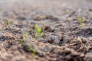 Young plants of winter wheat. Young wheat crop in a field. Field of young wheat, barley, rye. Young green wheat growing