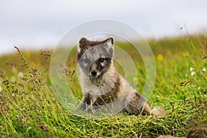 Young playful arctic fox cub in iceland