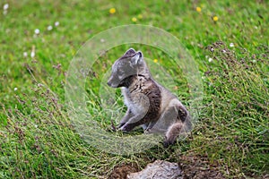 Young playful arctic fox cub in iceland