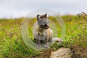 Young playful arctic fox cub in iceland