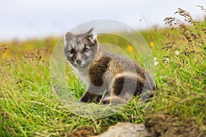 Young playful arctic fox cub in iceland