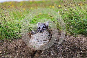 Young playful arctic fox cub in iceland