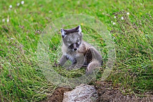 Young playful arctic fox cub in iceland