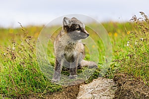Young playful arctic fox cub in iceland