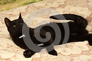 Young playful black cat lies