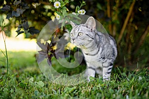 Young playful British shorthair silver tabby cat relaxing in the backyard. Gorgeous blue-gray cat with yellow eyes having fun