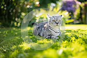 Young playful British shorthair silver tabby cat relaxing in the backyard. Gorgeous blue-gray cat with yellow eyes having fun